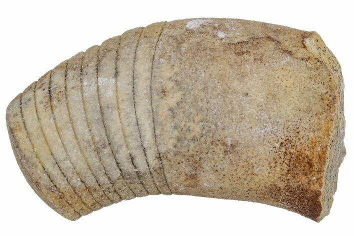 Ordovician Oncoceratid (Beloitoceras) Fossil - Wisconsin #216394